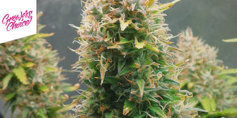 Rainbow Runtz Von Growers Choice