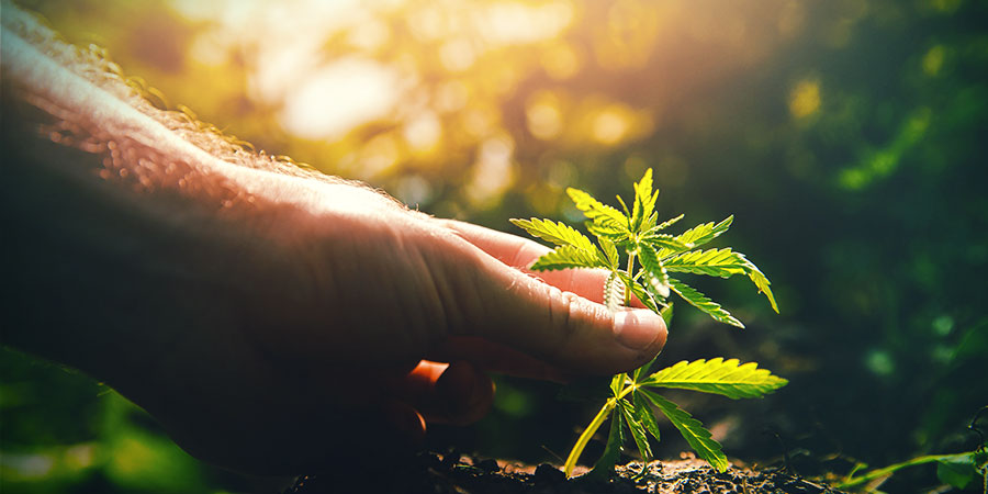 Kappen Und Fimming KAPPEN UND FIMMING CANNABIS