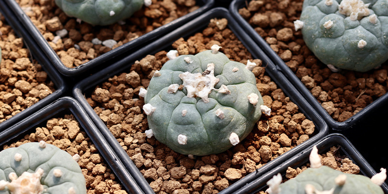 Enthält Lophophora decipiens mehr Meskalin als williamsii?