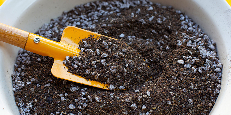 Lophophora decipiens anbauen: Eine Schritt-für-Schritt-Anleitung