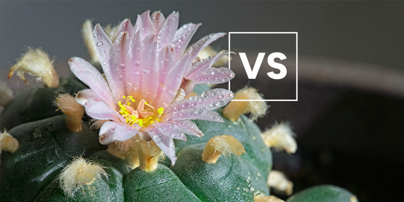 Wie unterscheidet er sich von anderen Peyote-Arten?