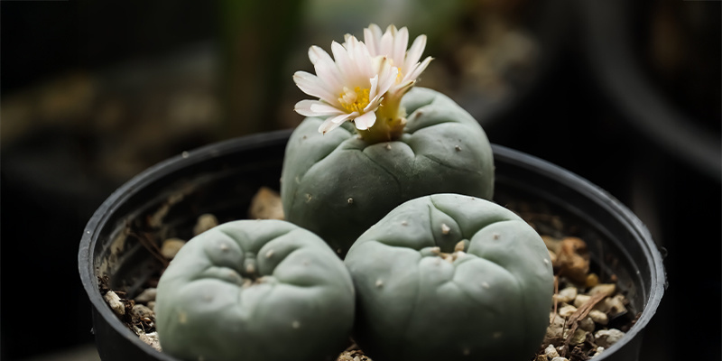 Wie schnell wächst Lophophora decipiens?