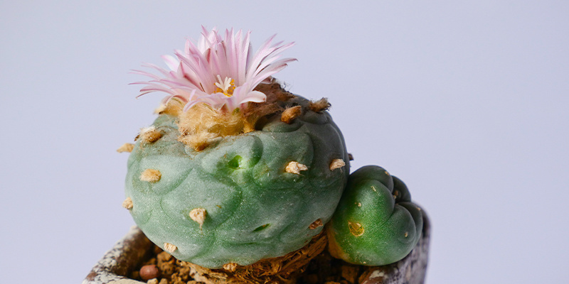 Ist der Anbau von Lophophora decipiens legal?