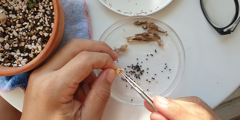 Lophophora decipiens: FAQ