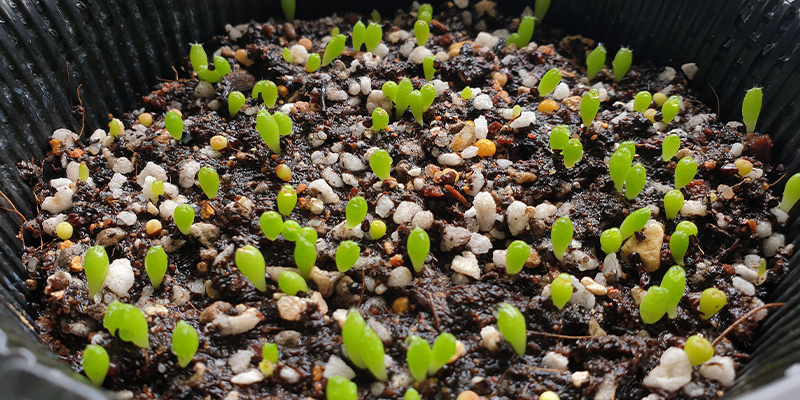 Lophophora decipiens: Schnell wachsend, faszinierend und voller Potenzial