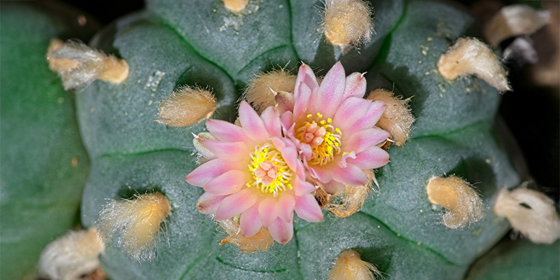 Was ist Lophophora decipiens?