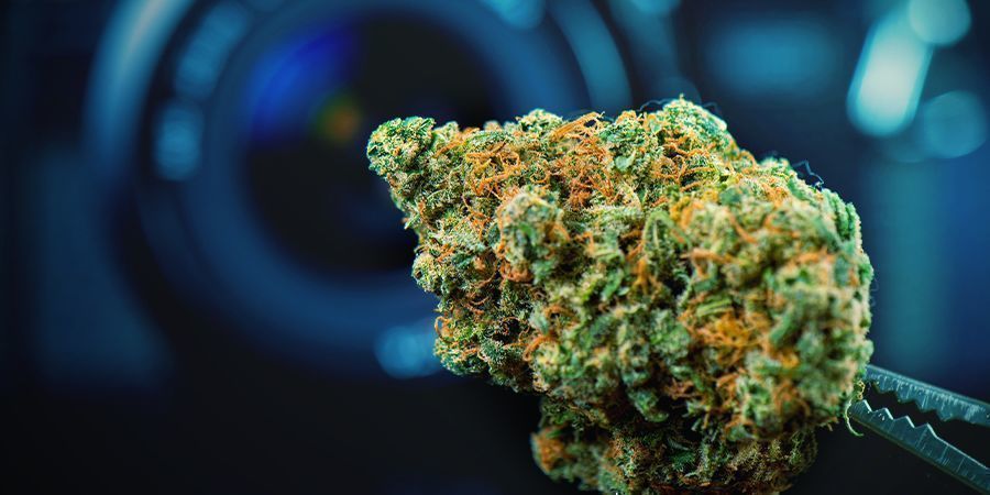 Verwende Hochwertige Buds Verwende Hochwertige Buds