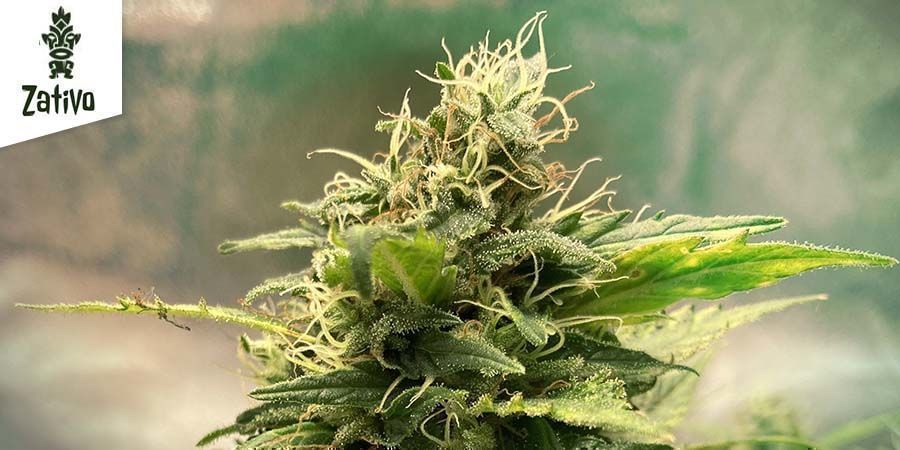 Critical - Zativo Seeds Critical - Zativo Seeds