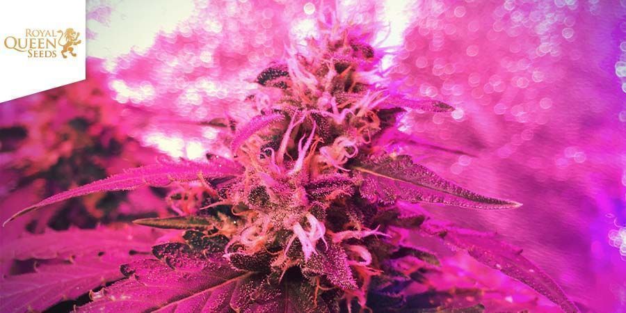 Candy Kush Express - Fast Flowering (Royal Queen Seeds) Feminized  Candy Kush Express - Fast Flowering (Royal Queen Seeds) Feminized