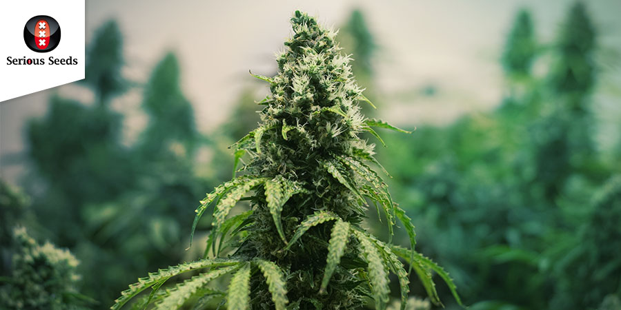 Kali Mist (Serious Seeds) Feminized/regular Kali Mist (Serious Seeds) Feminized/regular