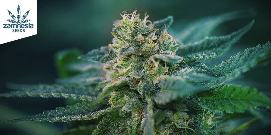 Super Silver Haze (Zamnesia Seeds) Feminized Super Silver Haze (Zamnesia Seeds) Feminized
