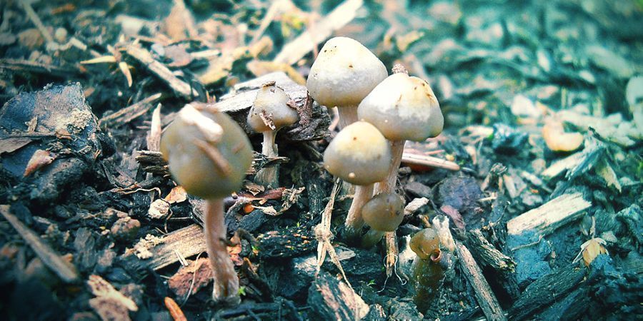 Psilocybe Baeocystis Psilocybe Baeocystis