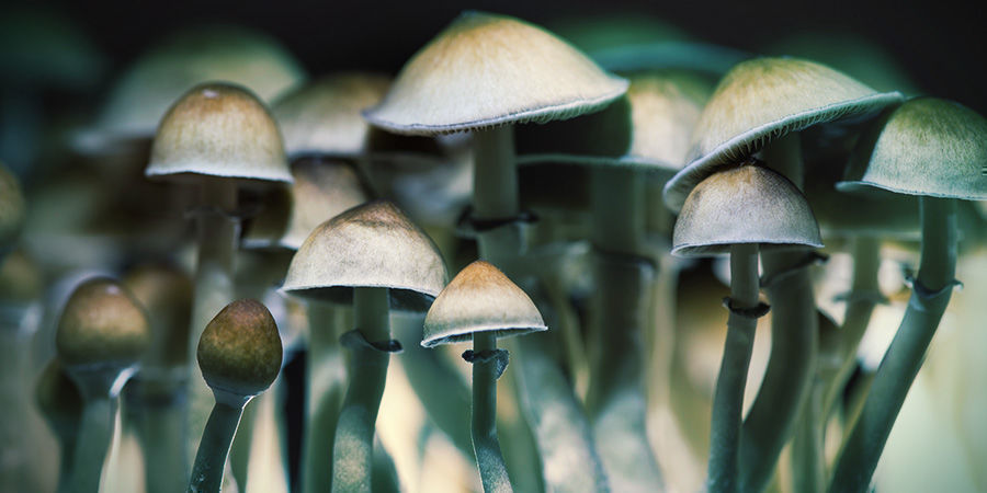 Psilocybe Cubensis Psilocybe Cubensis