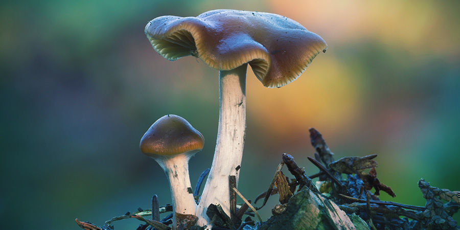 Psilocybe Cyanescens Psilocybe Cyanescens