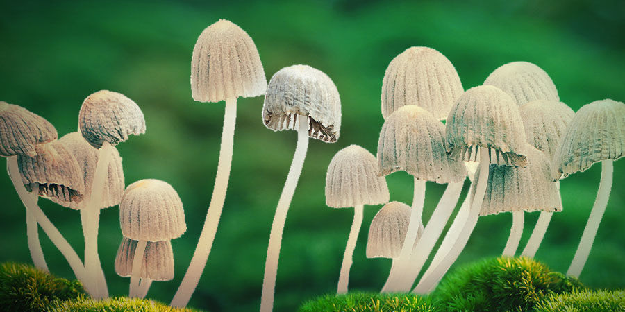 Psilocybe Mexicana Psilocybe Mexicana