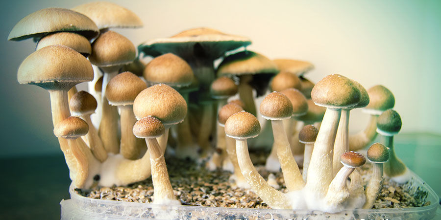 Psilocybin-pilze Psilocybin-pilze
