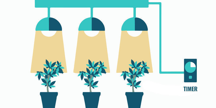 Lösung: Passe Deine Beleuchtung an Probleme Während Cannabis Blüht: Passe Deine Beleuchtung an