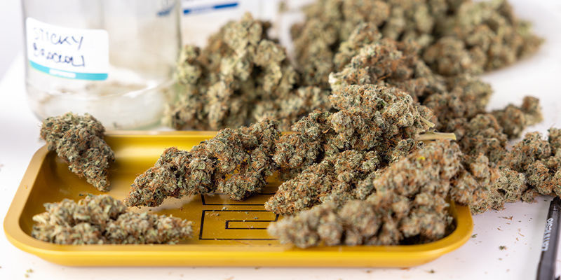 Die Autoflower-Vorteile: Ertrag, Qualität und Einfachheit