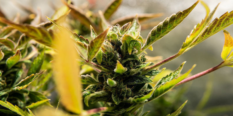 Was versteht man unter einer autoflowering Sorte?