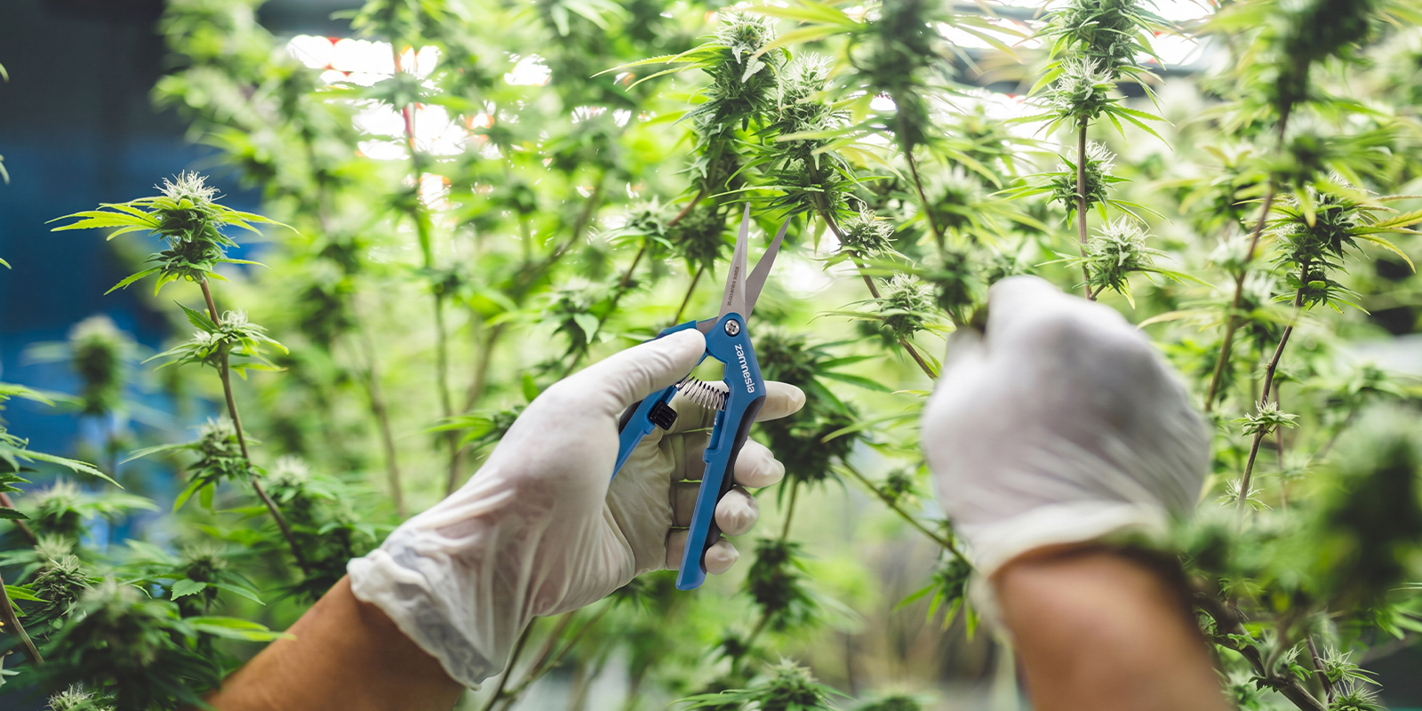 Abschlie&szlig;ende Gedanken zu ertragreichen Autoflowers