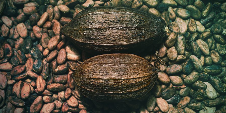 Theobromin Theobromin