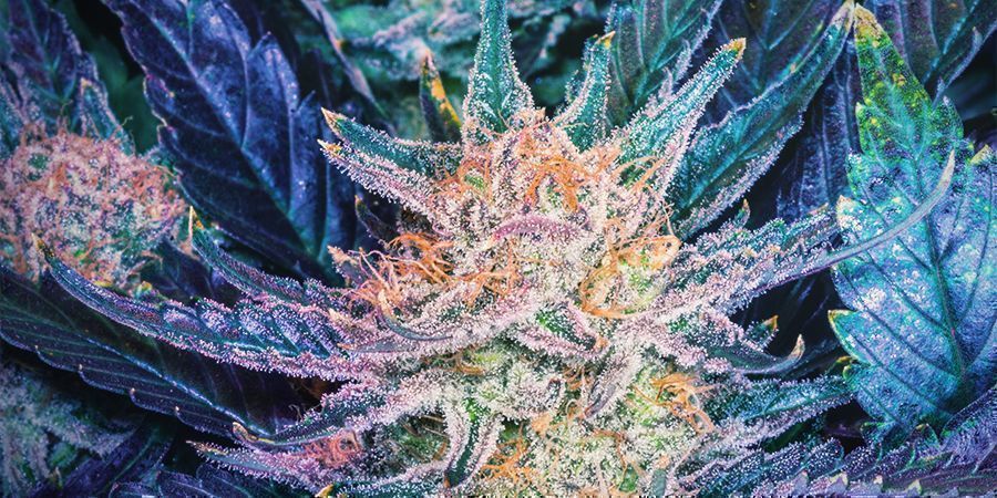 Die Geschichte Von Blueberry DIE GESCHICHTE VON BLUEBERRY