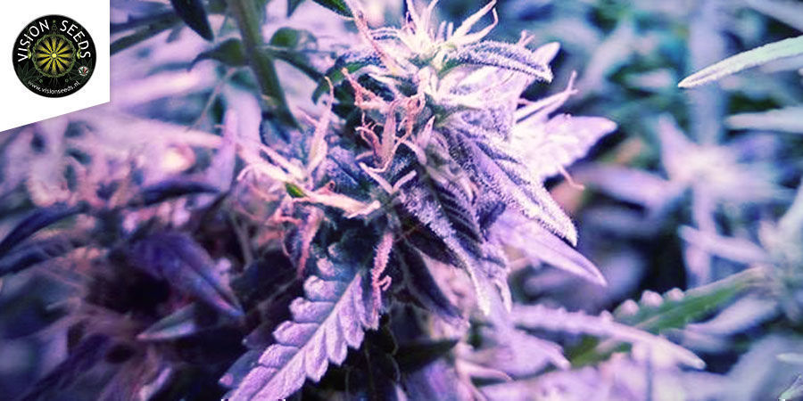 Blueberry Bliss Autoflowering - Vision Seeds Blueberry Bliss Autoflowering - Vision Seeds