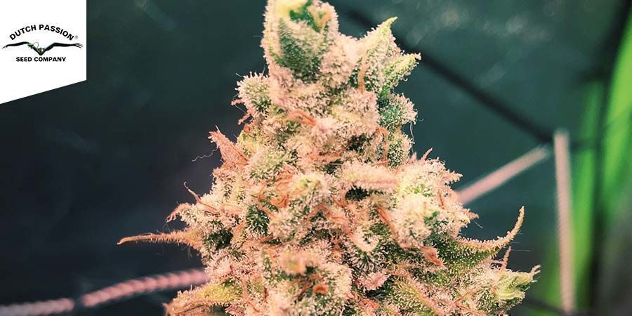 Blueberry - Dutch Passion Blueberry - Dutch Passion