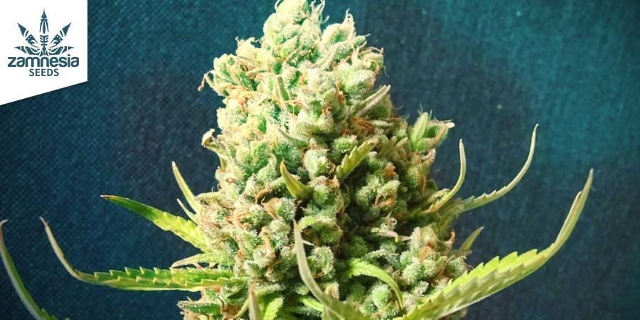 Blueberry Automatic - Zamnesia Blueberry Automatic - Zamnesia