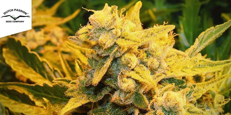 Auto Glueberry Og (Dutch Passion)  Auto Glueberry Og (Dutch Passion)