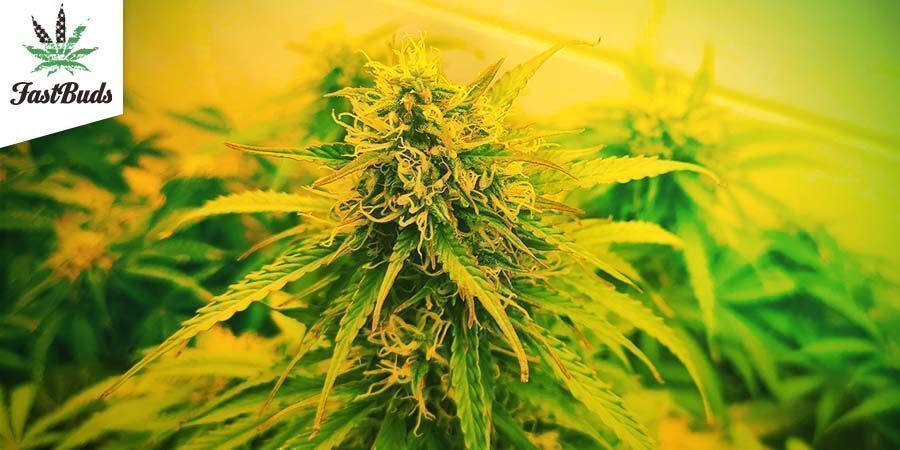 GG#4 Auto (Fastbuds) GG#4 Auto (Fastbuds)