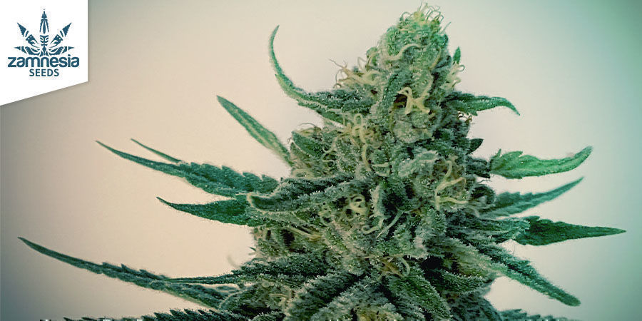 GG#4 (Zamnesia Seeds) GG#4 (Zamnesia Seeds)
