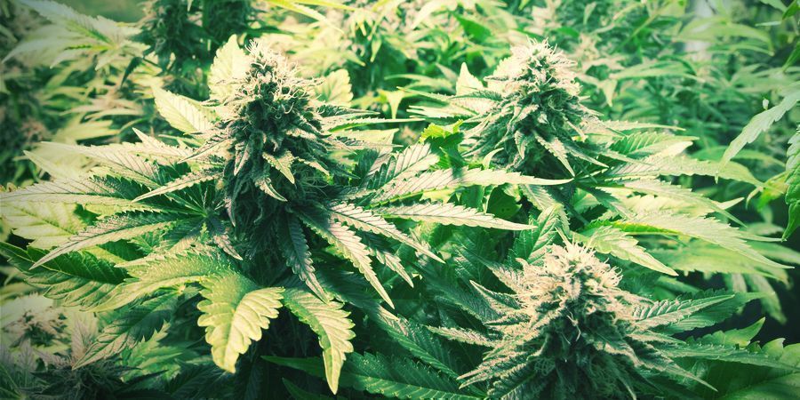 Blütephase Blütephase