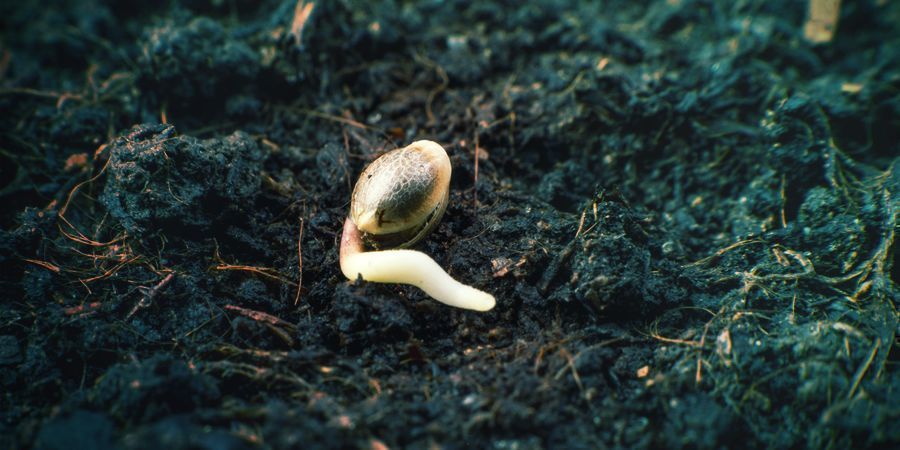 Germinating Stage Cannabis Seeds Germinating Stage Cannabis Seeds