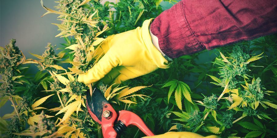 Erntephase Erntephase