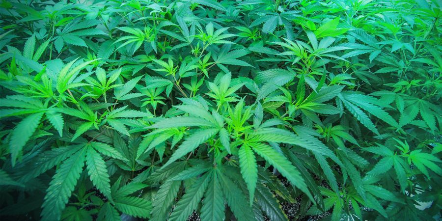 Wachstumsphase Wachstumsphase