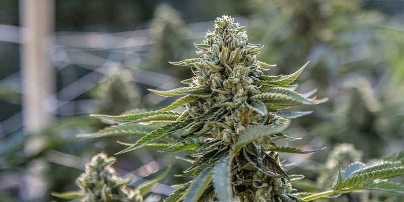 Wedding Cake Wedding Cake