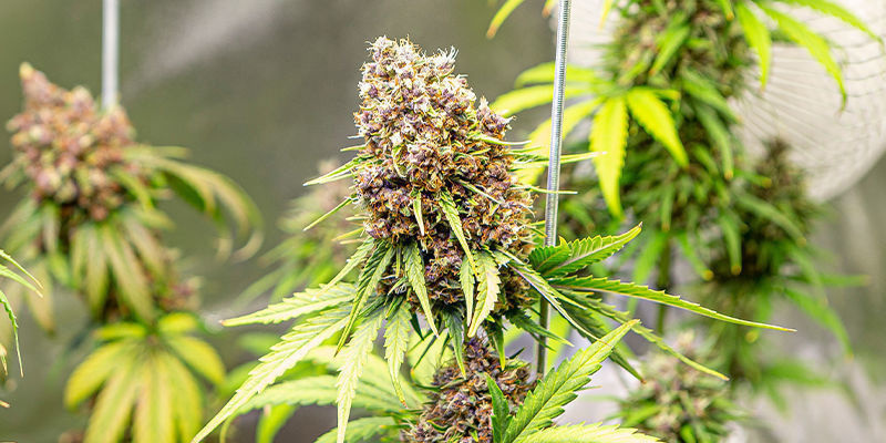 So wählt man die richtige Hybridsorte aus So wählt man die richtige Hybridsorte aus