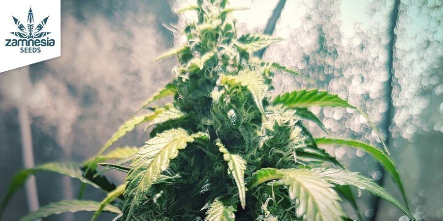 Northern Lights - Zamnesia Seeds Northern Lights - Zamnesia Seeds