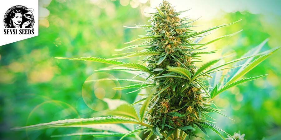 Northern Ligts - Sensi Seeds Northern Ligts - Sensi Seeds