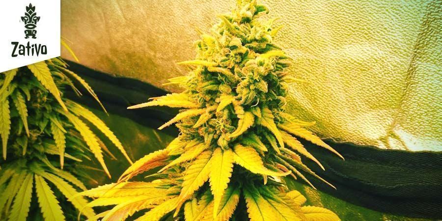Northern Lights Von Zativo Seeds Northern Lights Von Zativo Seeds