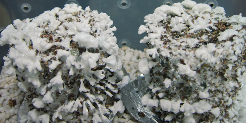 Oberirdisches Myzel Oberirdisches Myzel