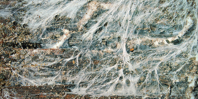 Wie Sich Das Myzel Entwickelt Wie Sich Das Myzel Entwickelt