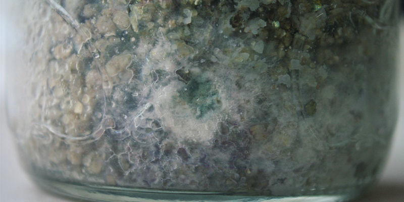 Wie Man Myzel Von Schimmel Unterscheidet Wie Man Myzel Von Schimmel Unterscheidet