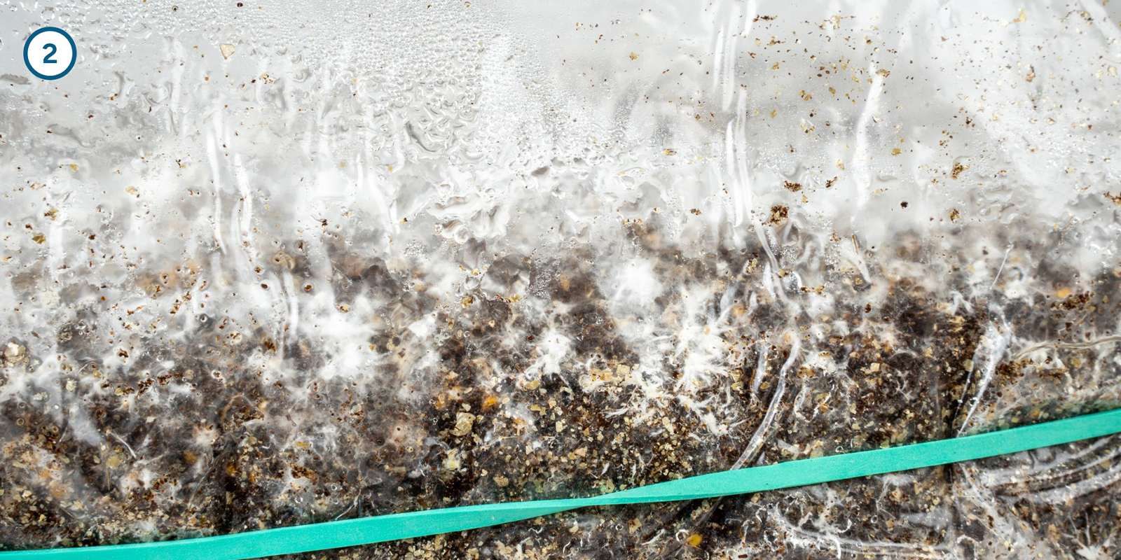 Zauberpilz-Myzel zu Hause kultivieren