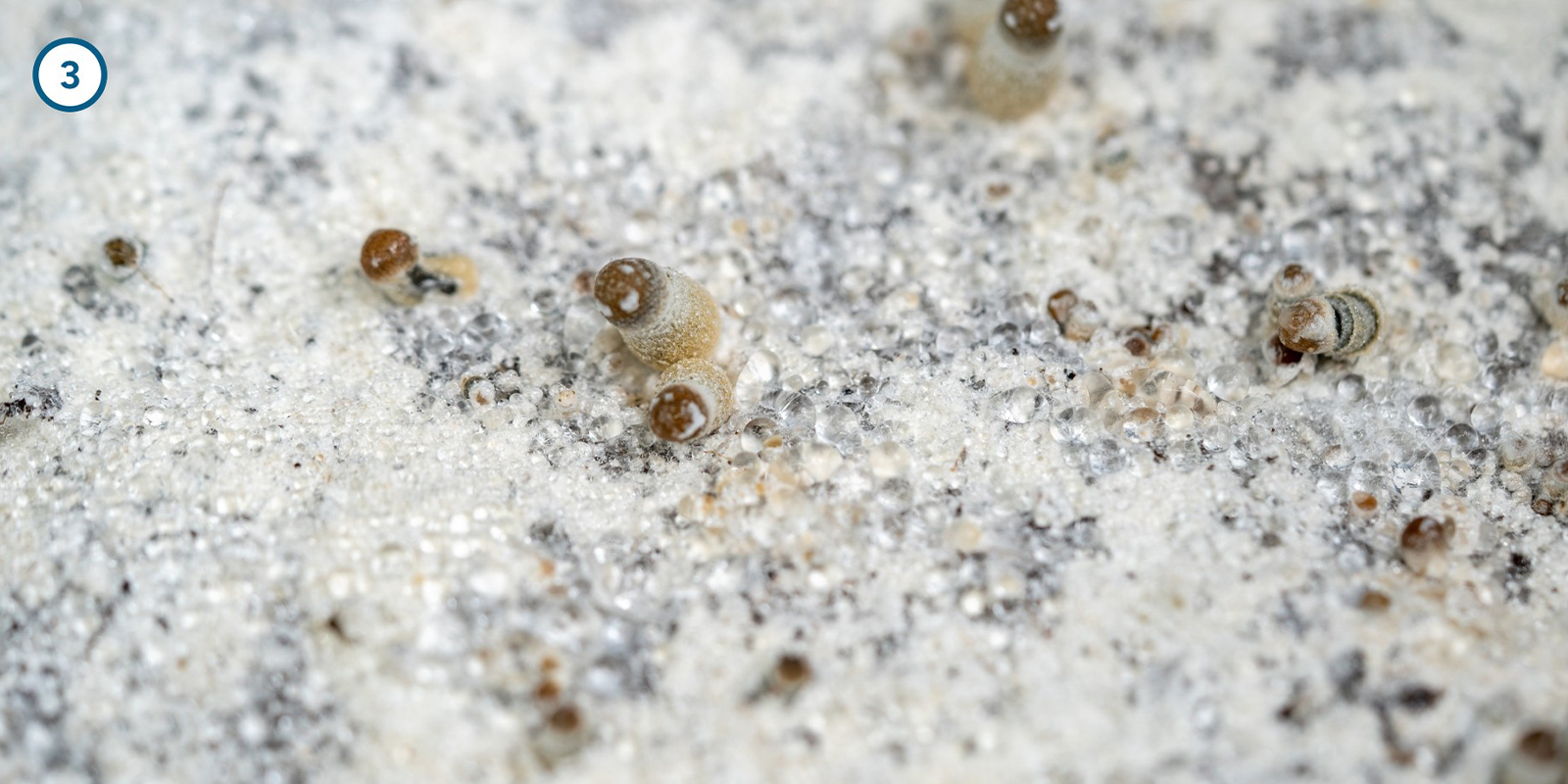 Zauberpilz-Myzel zu Hause kultivieren