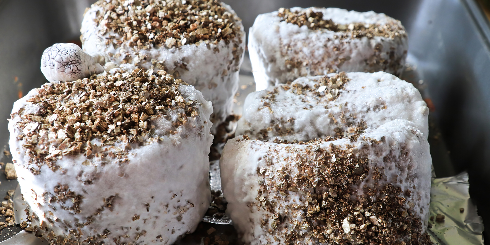 Ist Myzel sicher? Kann man es konsumieren? Ist Myzel sicher? Kann man es konsumieren?