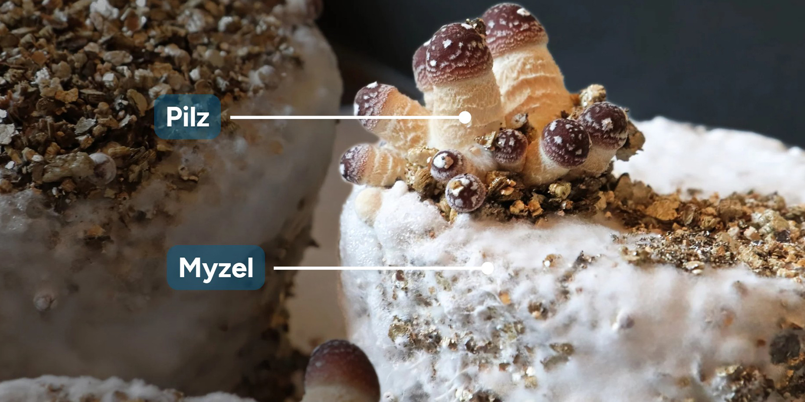 Myzel vs Pilz: Was ist der Unterschied?