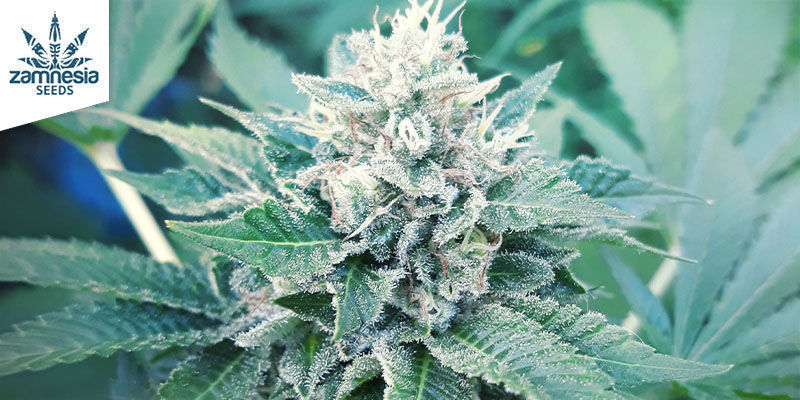 Choco Haze Choco Haze