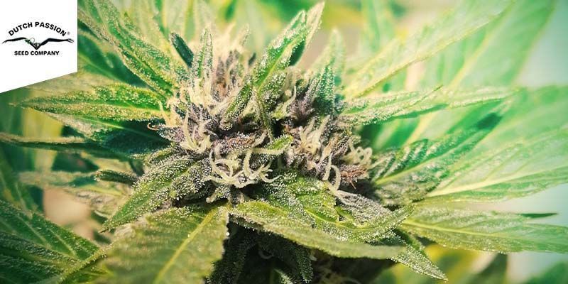 Durban Poison (Dutch Passion)